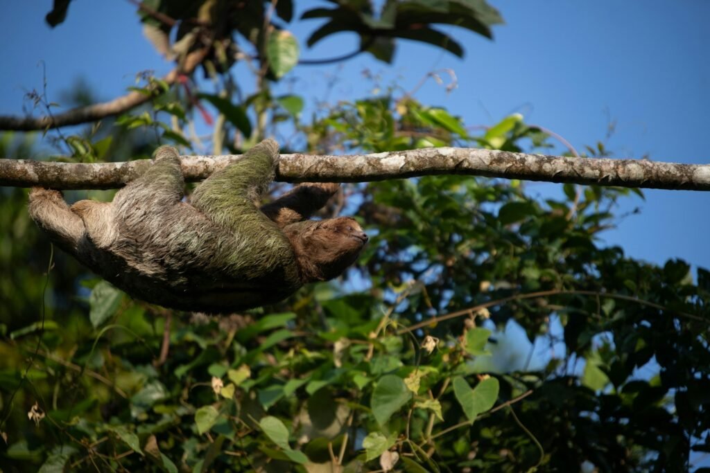A sloth hanging upside down on a tree branch