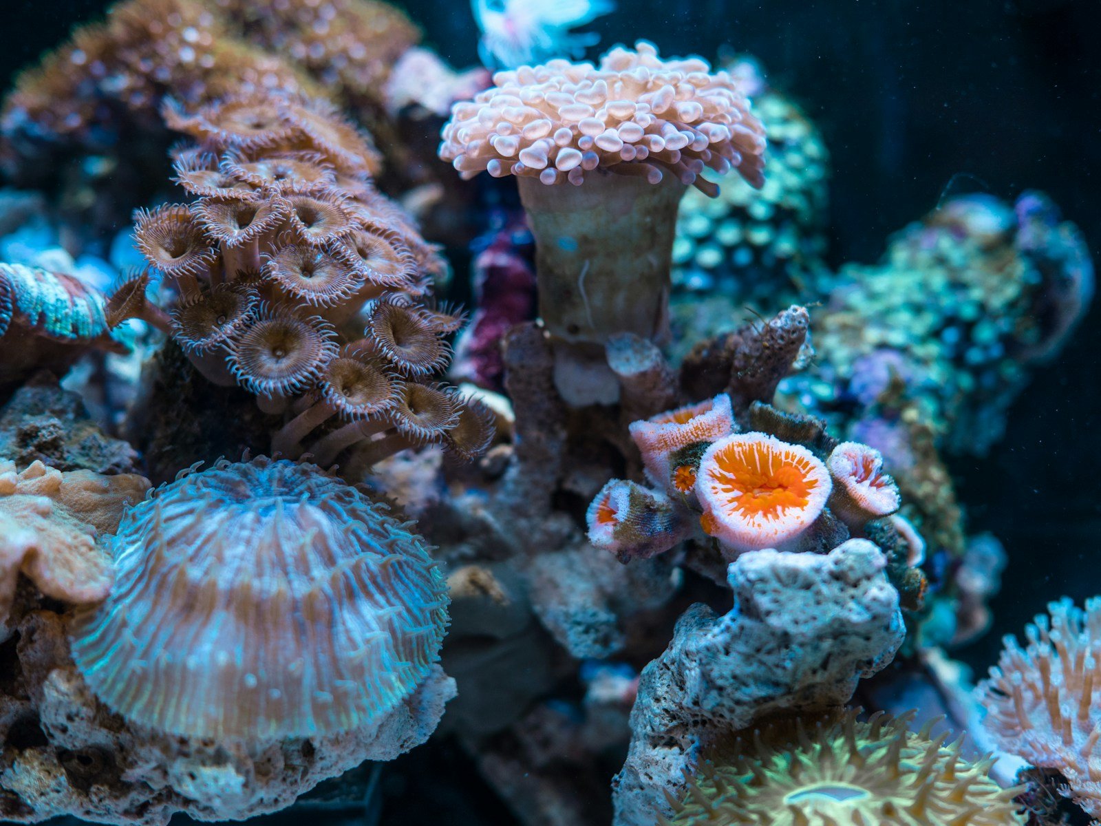 The Secret Life of Coral: Why These Animals Are More Than Just Colorful Rock