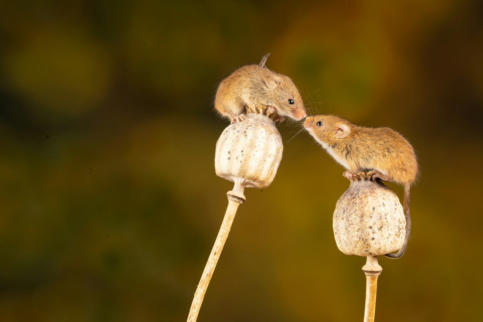 How Rats Laugh When Tickled — And Why They Might Be the Most Underrated Pet Companions