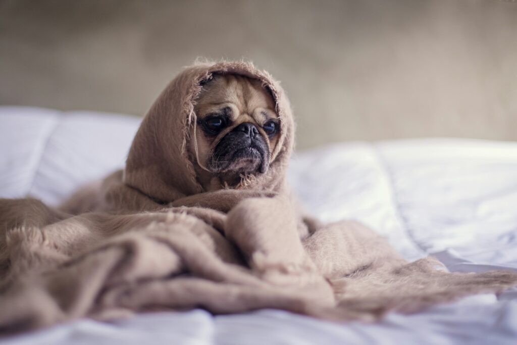 Pug covered with blanket on bedspread.