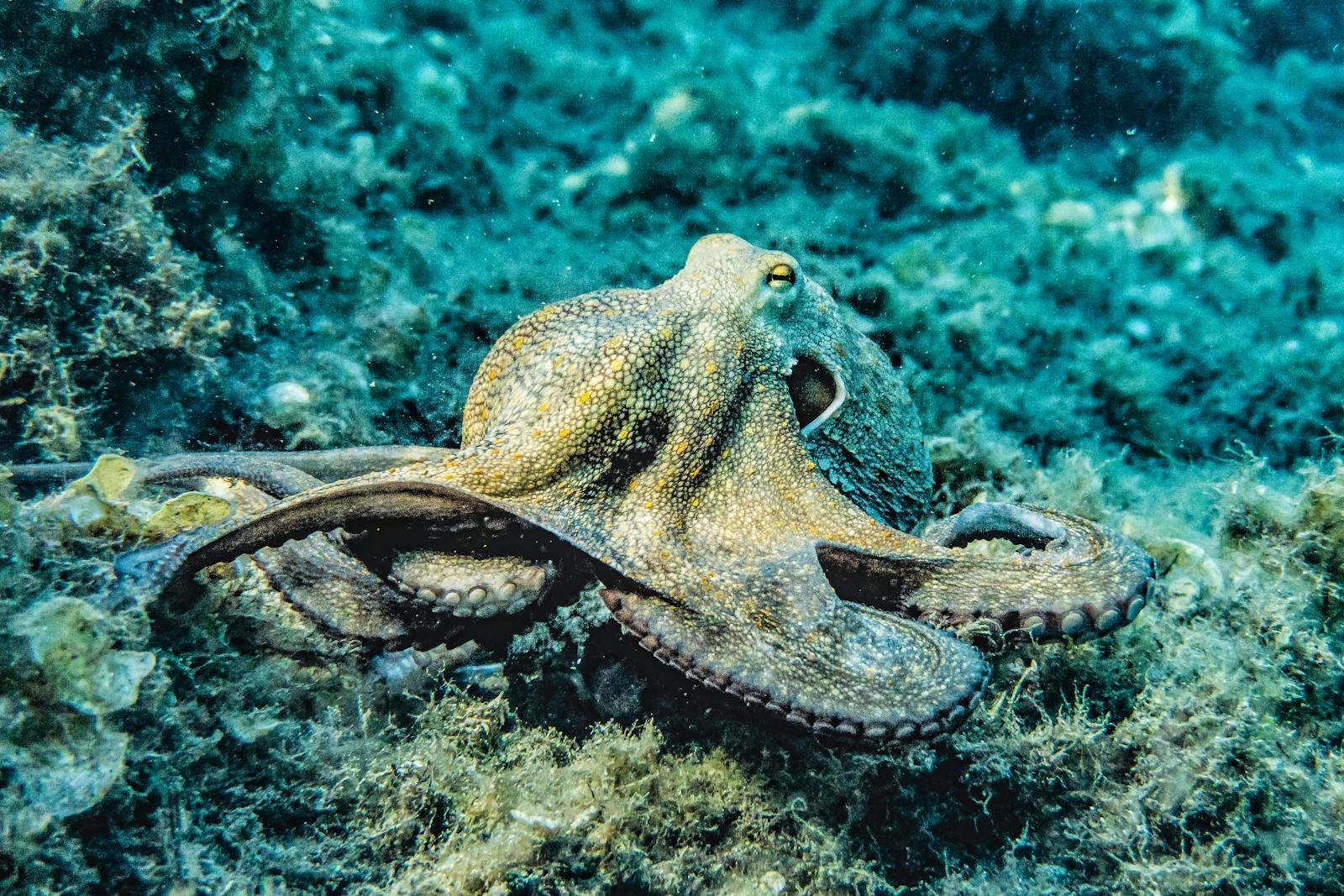 Cephalopod Superintelligence: How Octopuses Outsmart the Ocean and Escape Aquariums