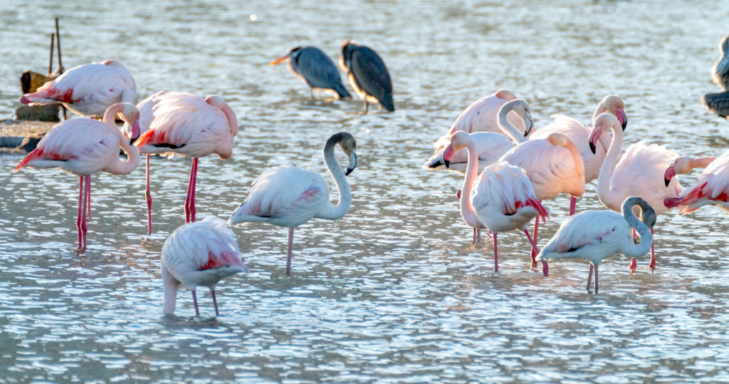 Pink flamingos wading in a sunlit lagoon in Calpe, Spain.