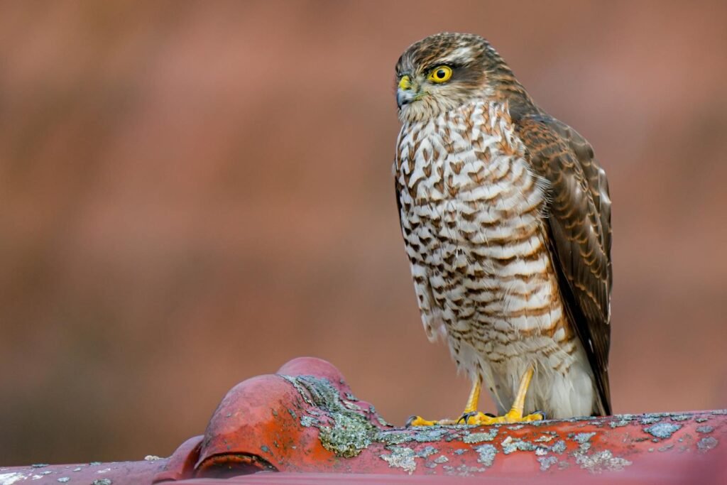 A sparrowhawk perched on a rusty metal surface with a blurred natural background.