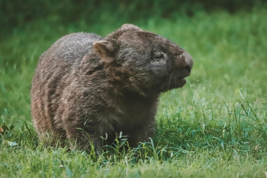 Wombat grazing