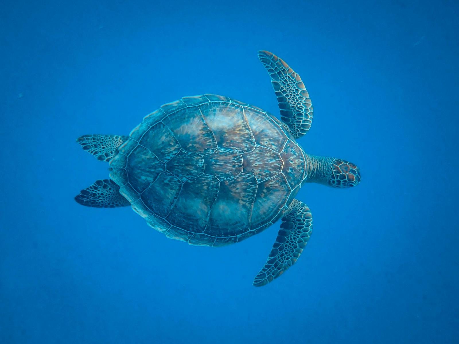 World Turtle Day: Ancient Survivors With Secrets Still Being Discovered