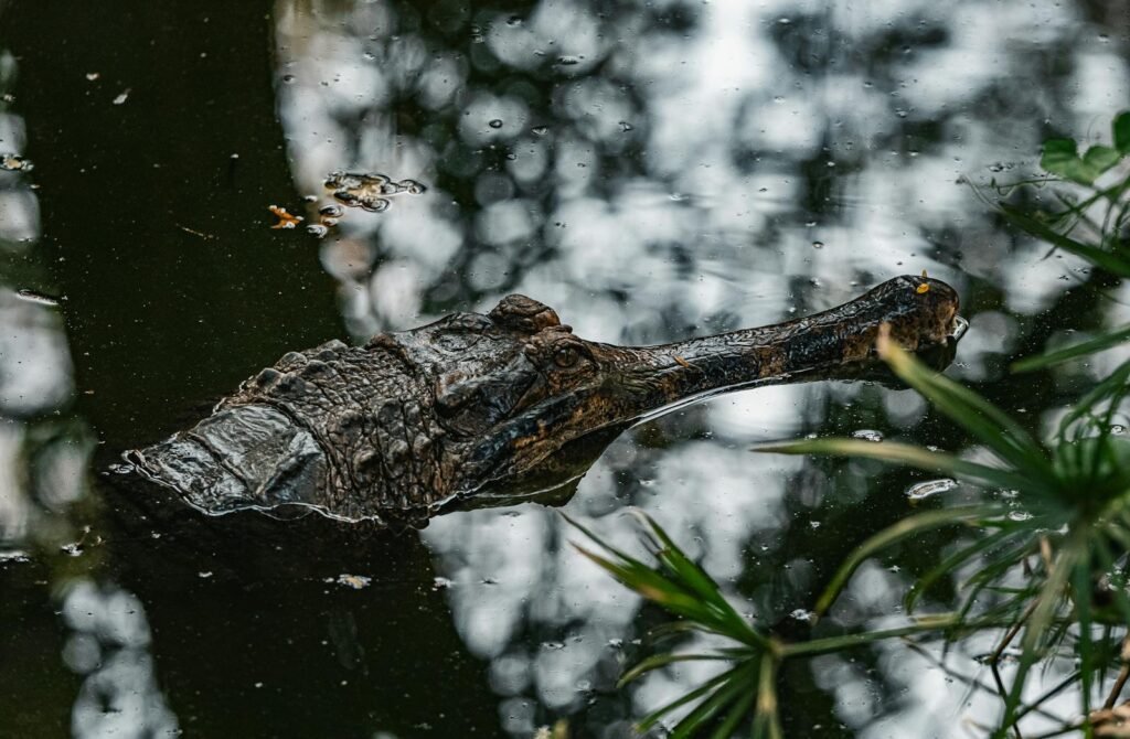 Close-up of a crocodile partially submerged in a reflective water body in Thailand.