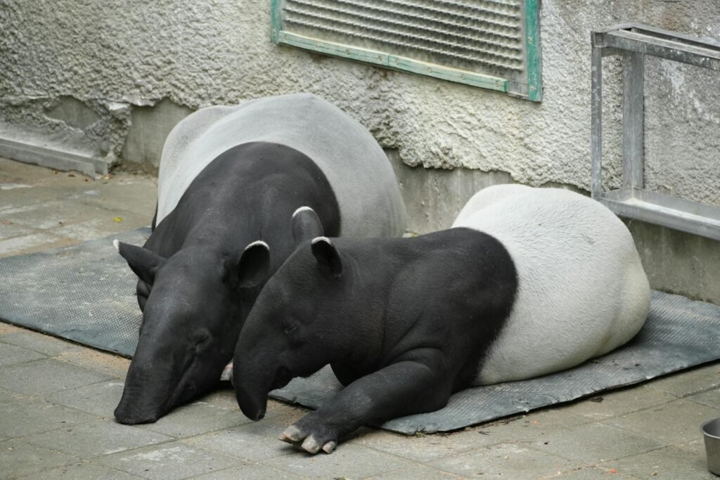 Two Malayan tapirs
