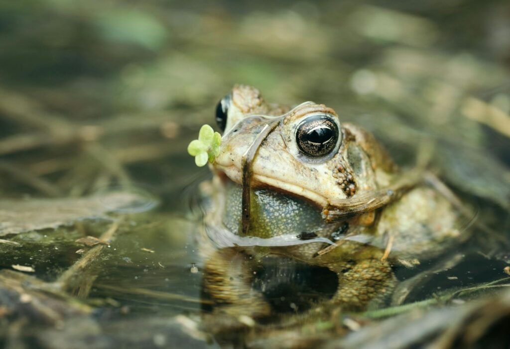 Macro photograph of a frog partially submerged in water with a small plant on its nose.