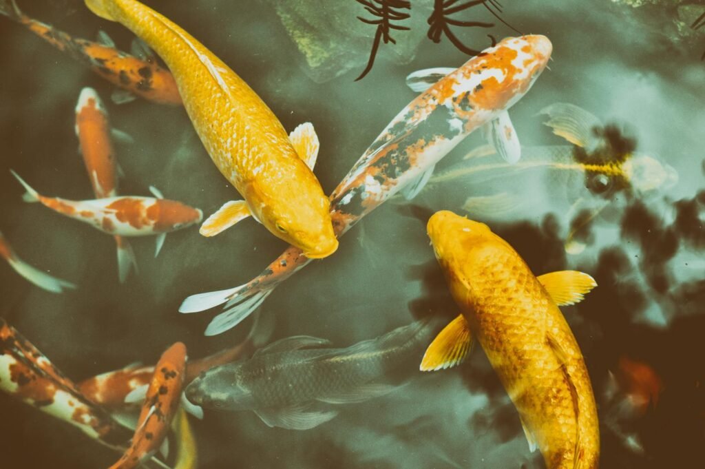 The Fish That Swallows