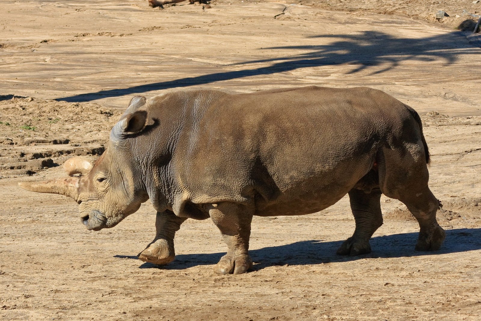 Why Do Some Animals Have Odd Numbers of Toes?