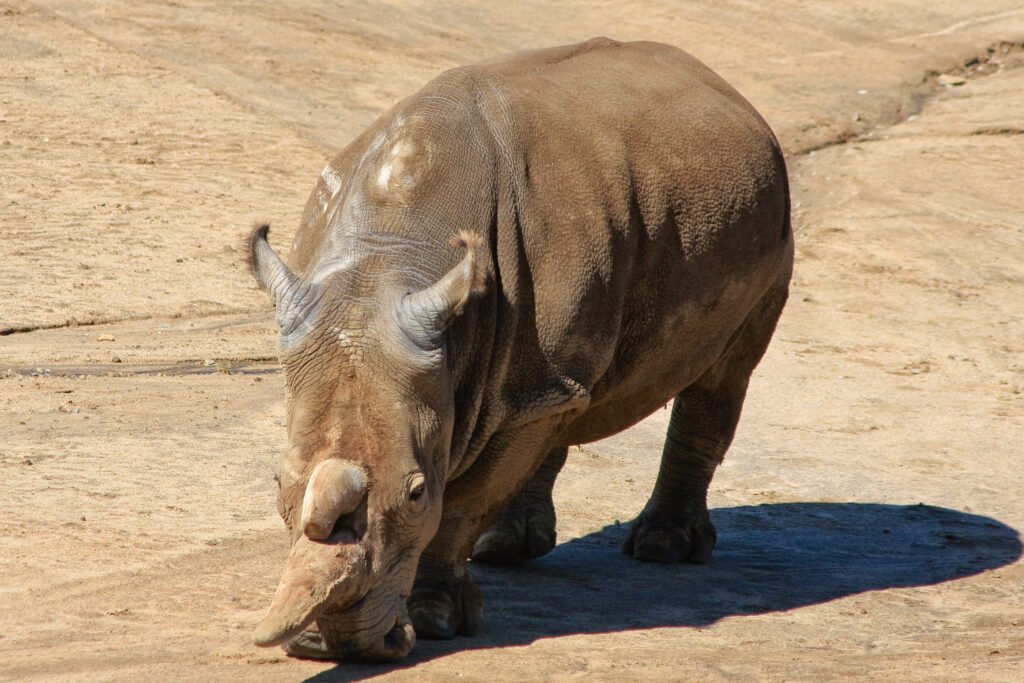 Northern White Rhino