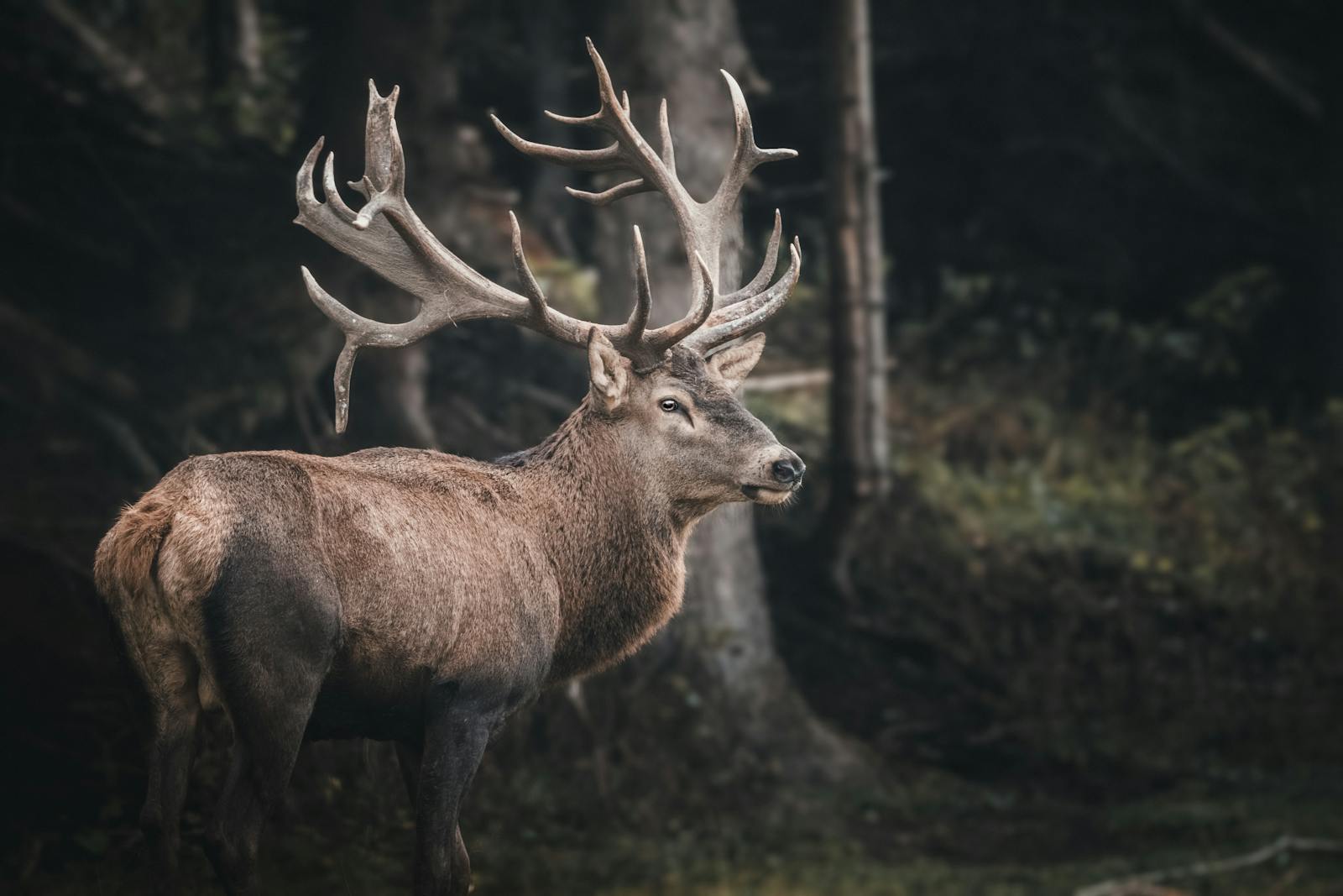Drunken Moose in Sweden Are Terrorizing Apple Orchards Again