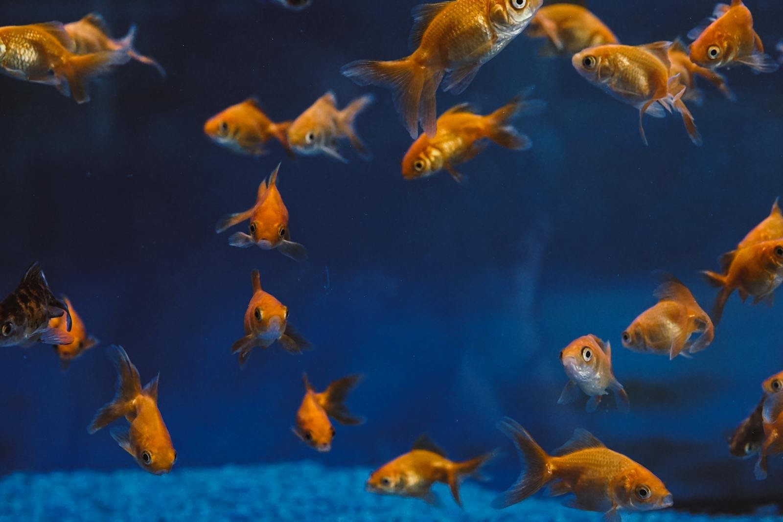 Goldfish Are Not Dumb: Why They Might Be Smarter Than You Think