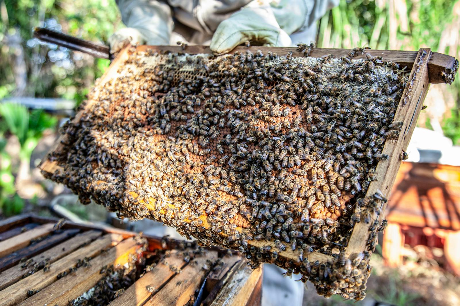 Celebrate World Bee Day With a Look Into the Hive Mind