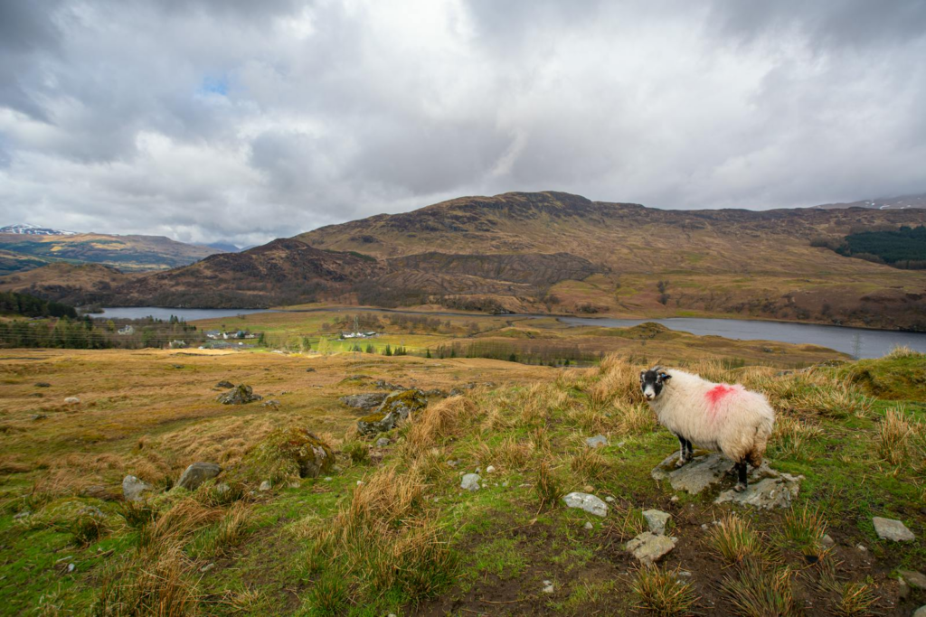 A scenic view of sheep grazing