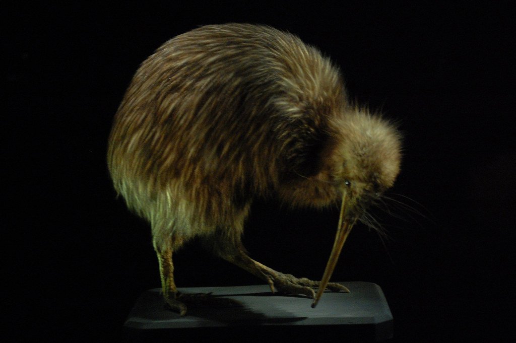 Kiwi