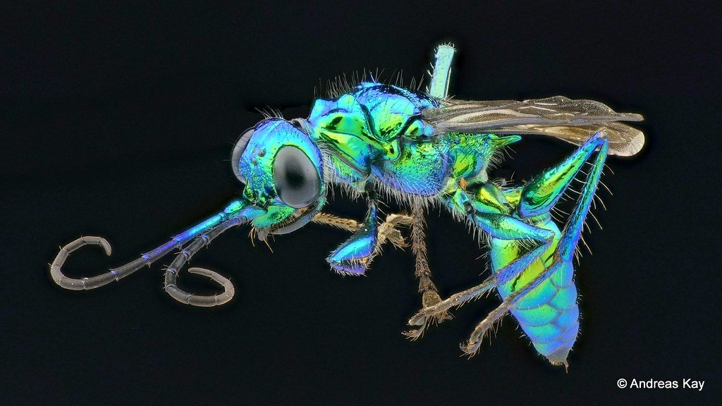 Emerald cockroach wasp or jewel wasp, Ampulex sp., Ampulicidae.