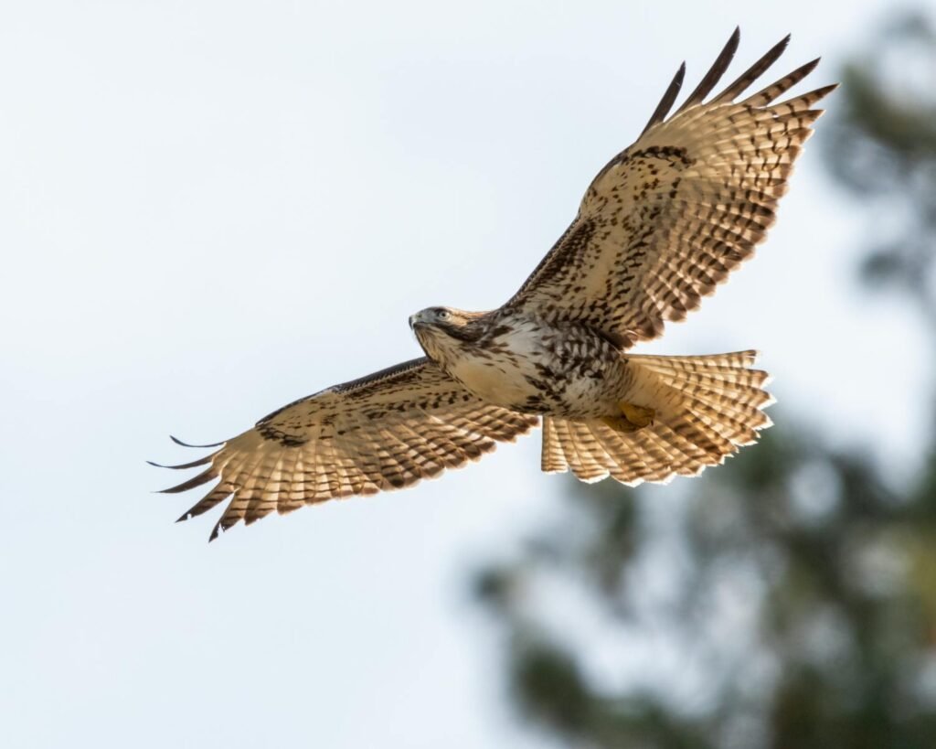 Majestic hawk soaring in daylight with wings spread wide in Wenatchee, WA.