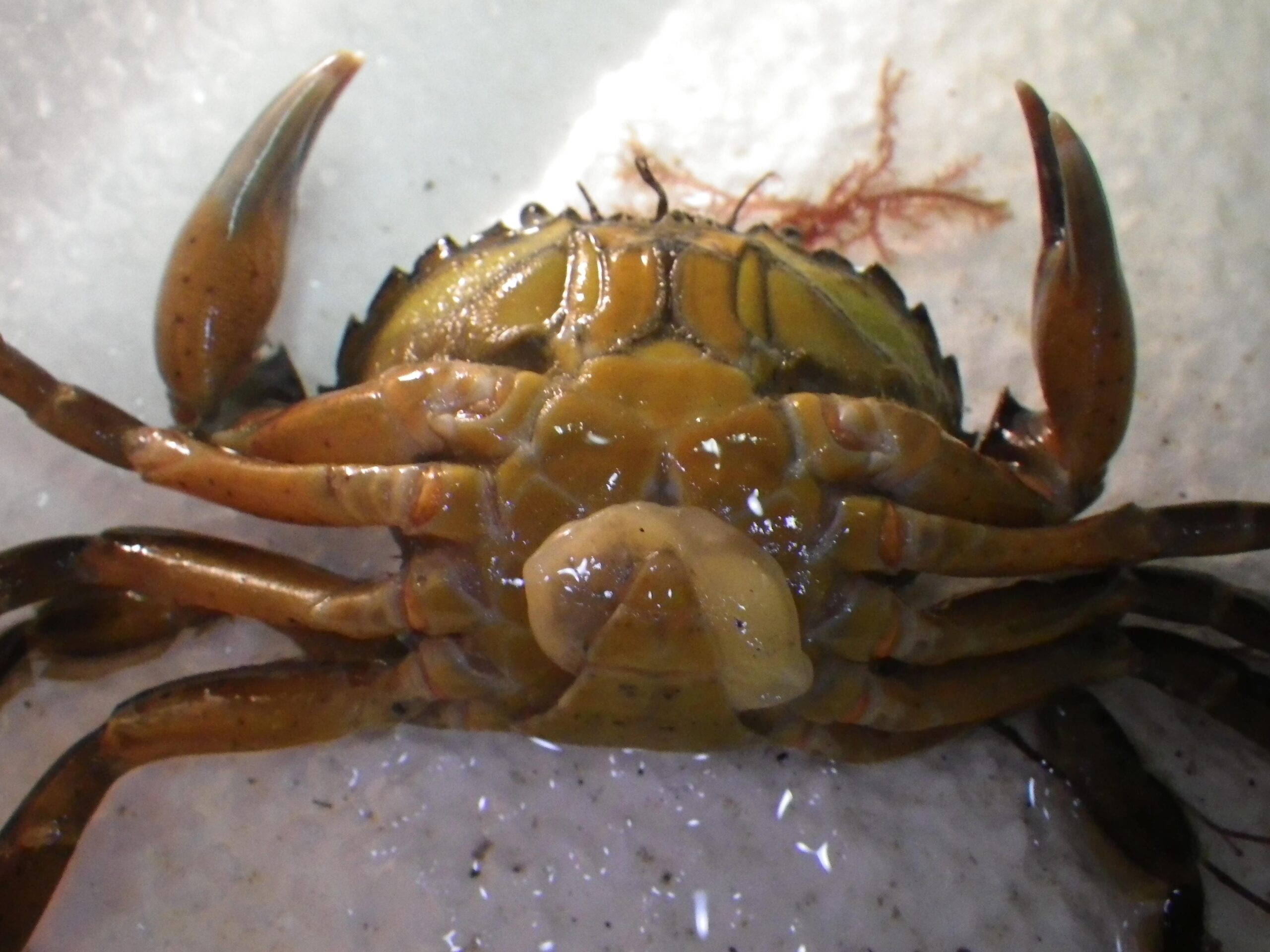 This Parasitic Barnacle Castrates Crabs and Then Controls Their Bodies