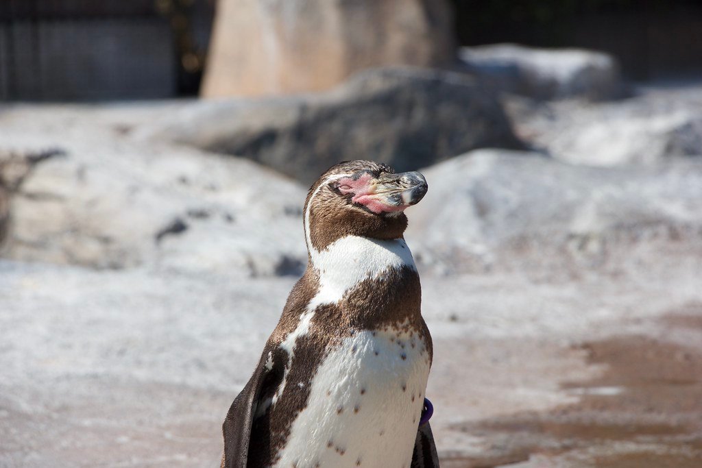 Grape-kun.