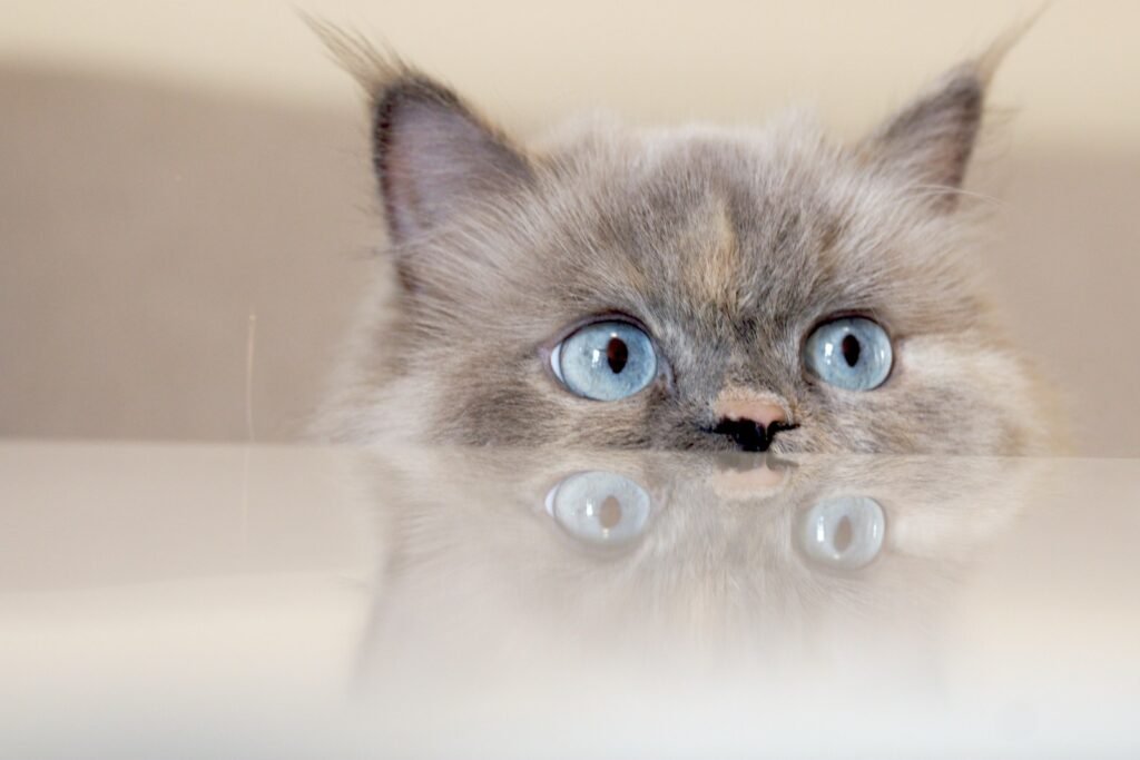 Close up of a cat with blue eyes.
