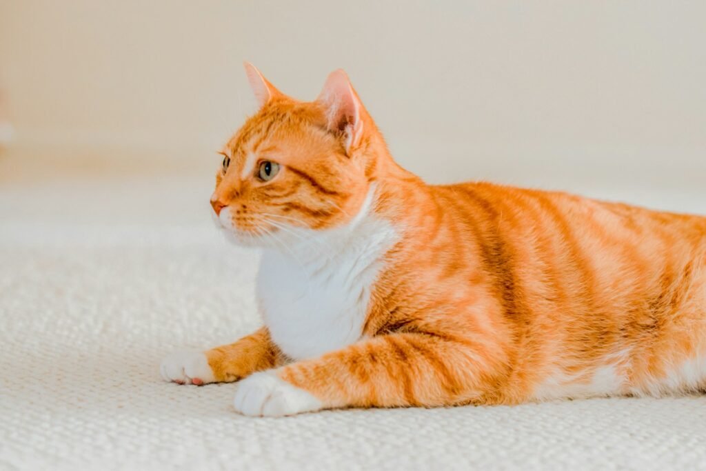 orange and white tabby cat