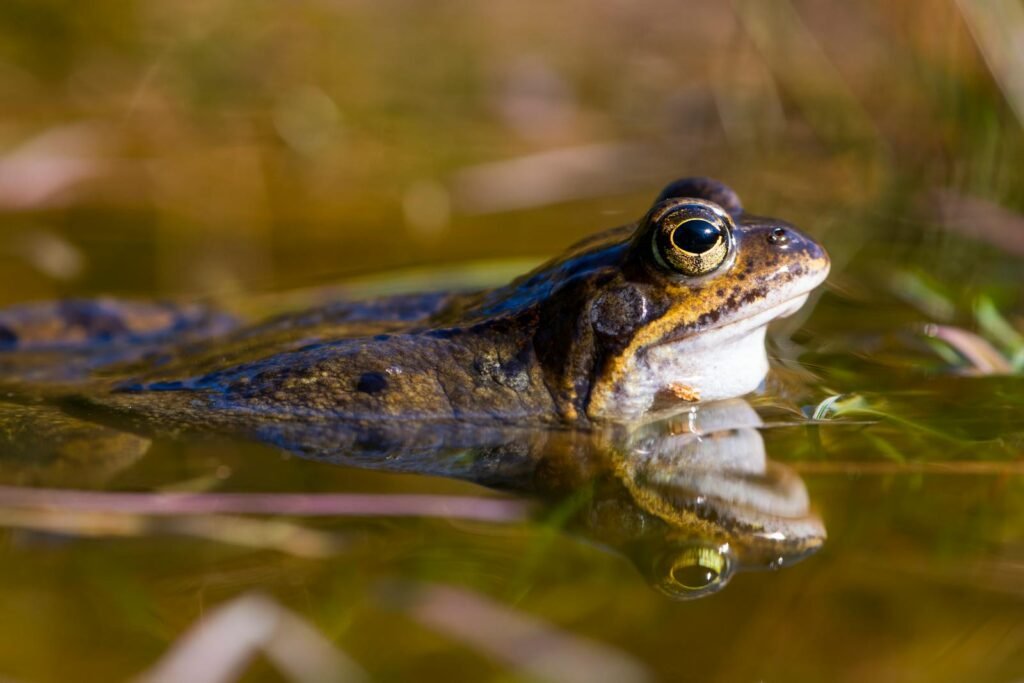 Detailed close-up of a wood frog with reflection in a pond, showcasing vibrant amphibian life.