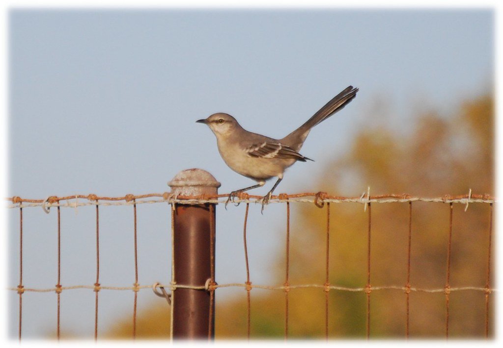 Northern Mockingbird.