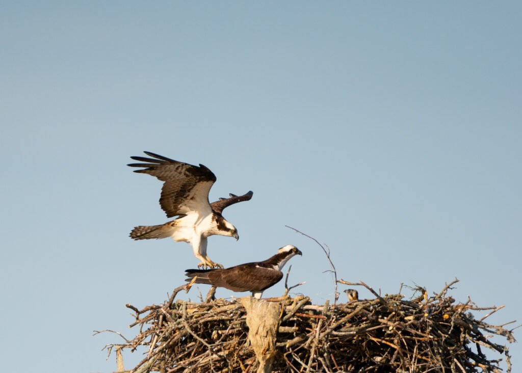 North American Birds