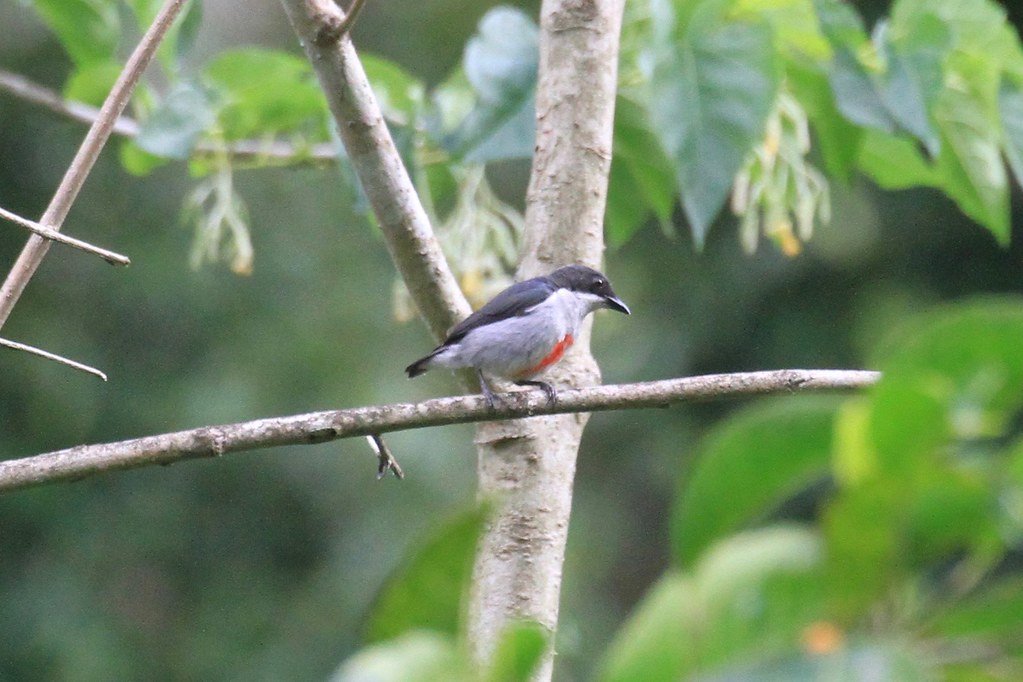 Red-striped Flowerpecker.