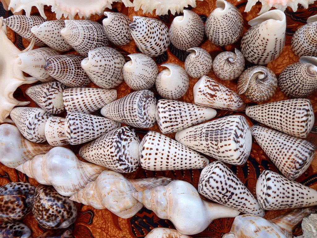 Cone snails.