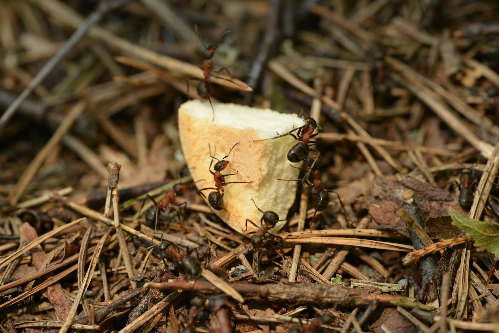 The Rainforest Tree That Calls In Army Ants for Protection