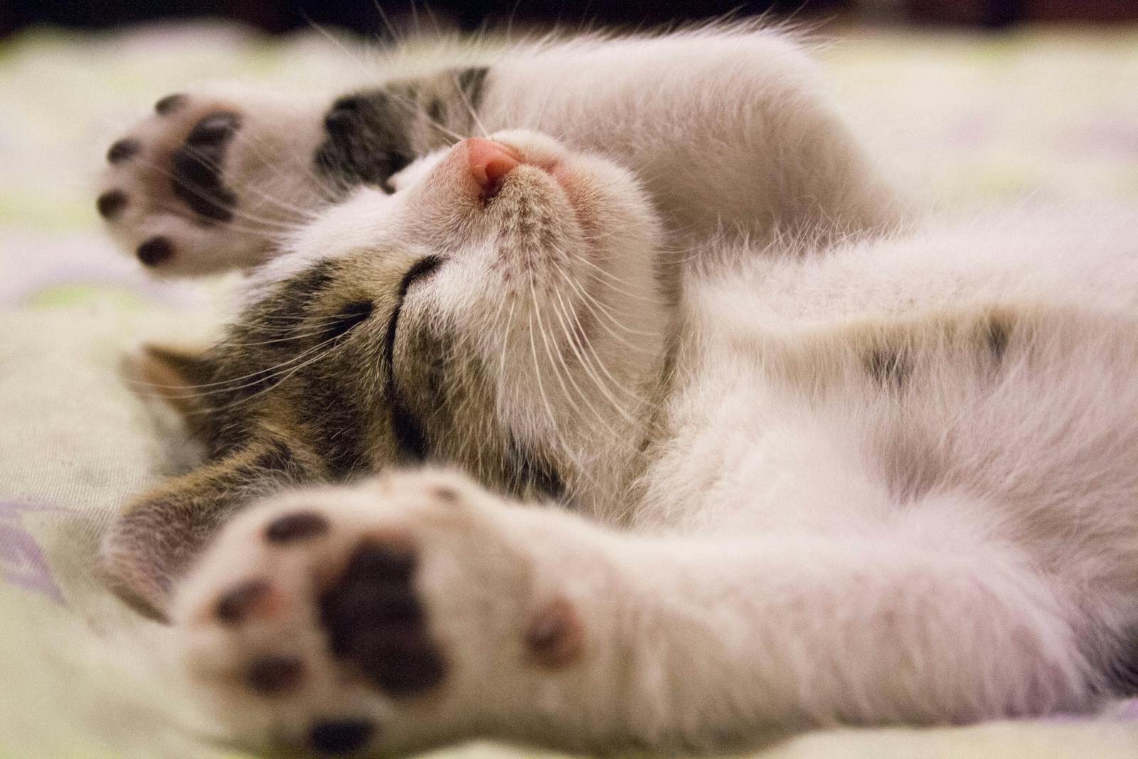15 Bizarre Cat Behaviors and What They Actually Mean