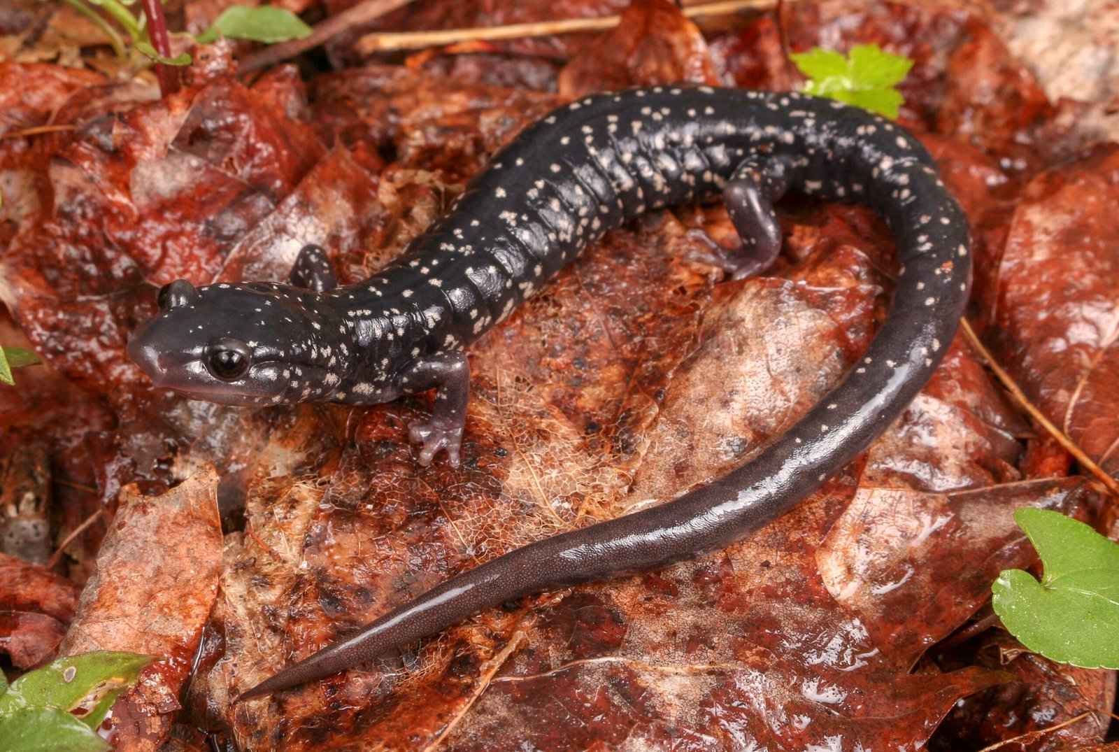 Appalachian Salamander Explosion: Why This Region Is a Global Hotspot