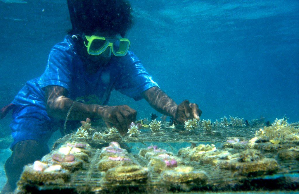 Coral farming in village Marau, Guadalcanal, Solomon Islands.