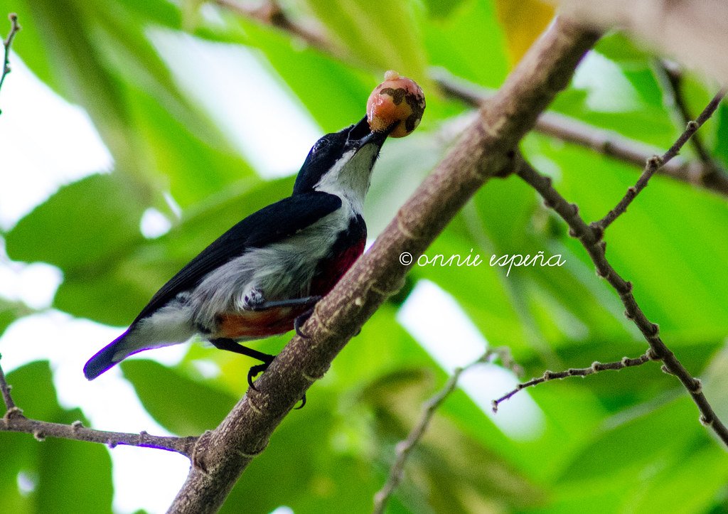 Visayan Flowerpecker with a berry in between its beak.