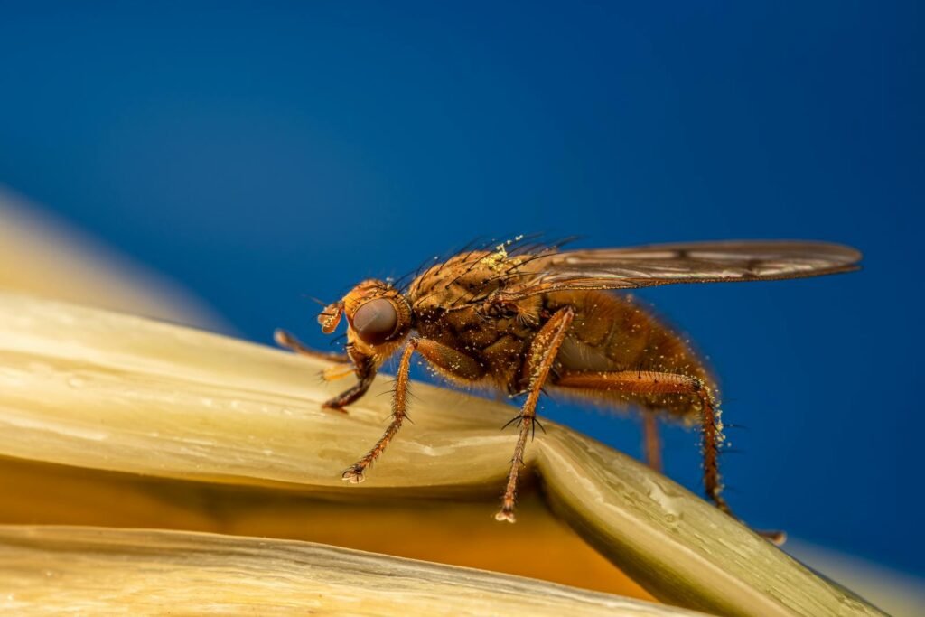 Drosophila fly