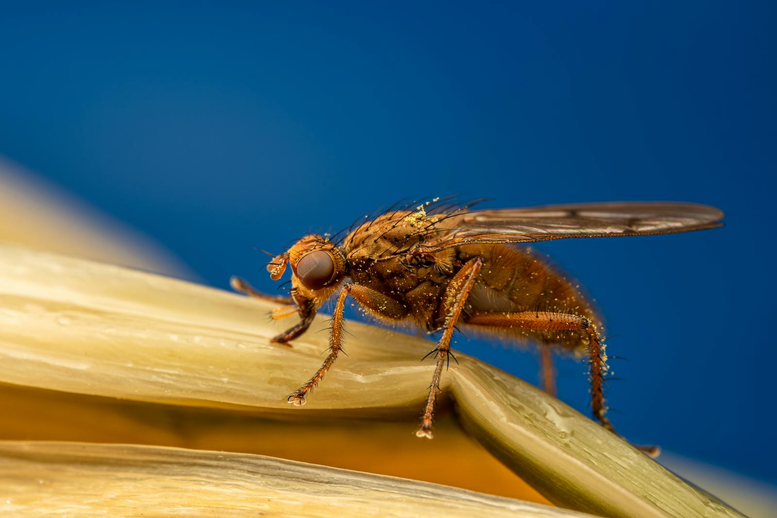 Drunk Drosophila: Why Fruit Flies Love Happy Hour Too