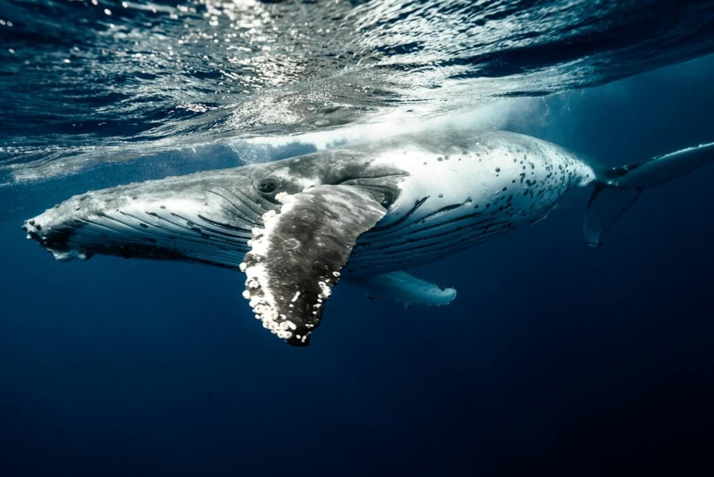 humpback whale