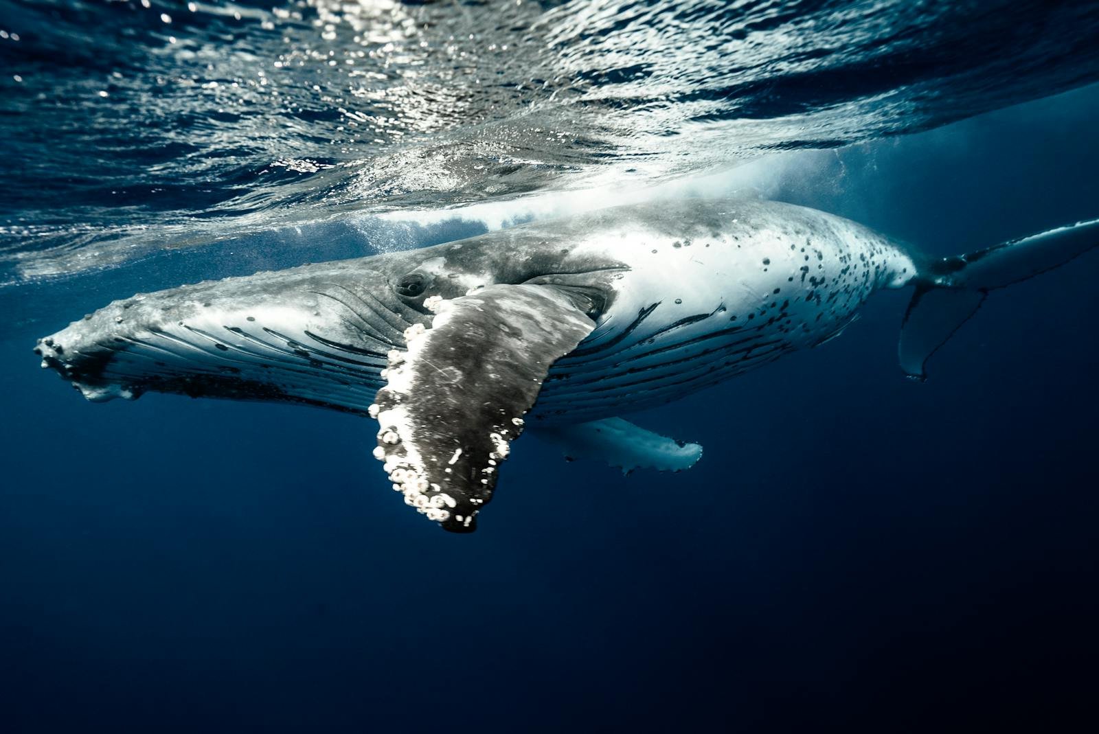 The Deep Sea’s Ghoulish Feast: What Really Happens to a Whale When It Dies