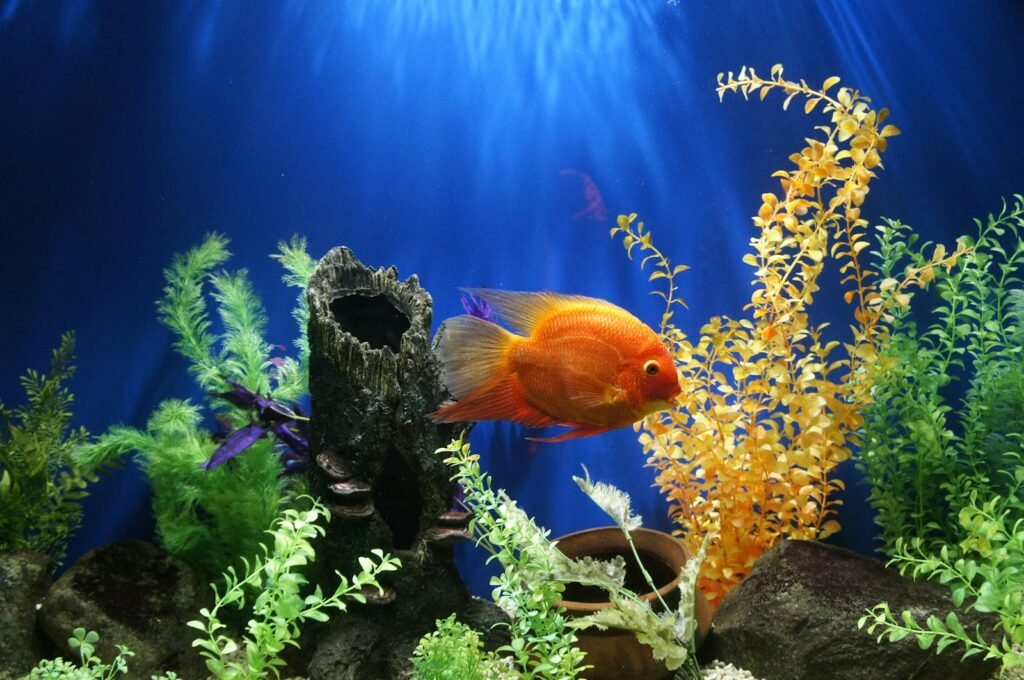 Goldfish swimming in an aquarium.