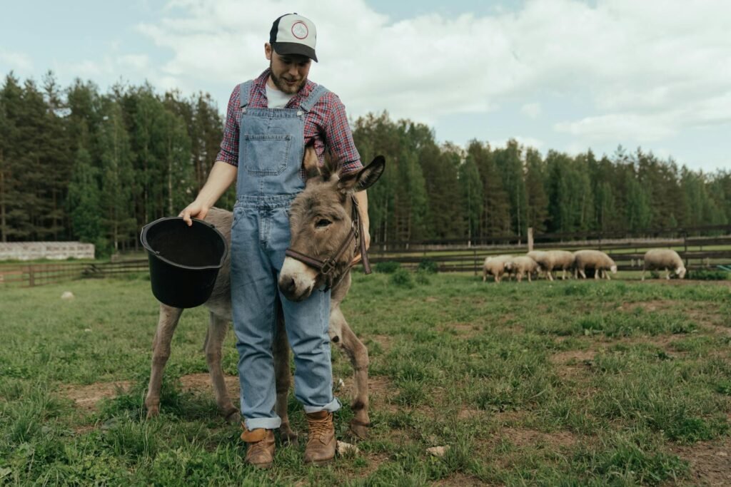 A farmer in overalls with a donkey and a flock of sheep on a pasture.