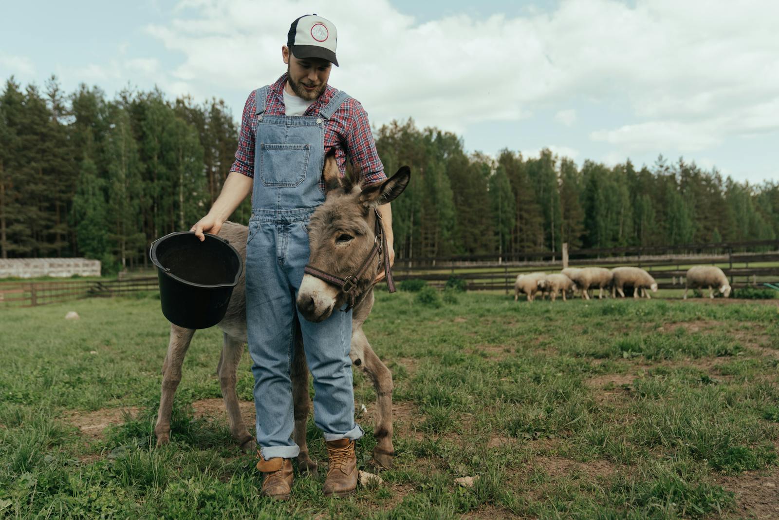 The Forgotten Eco-Helpers: World Donkey Day and Their Role in Sustainable Farming