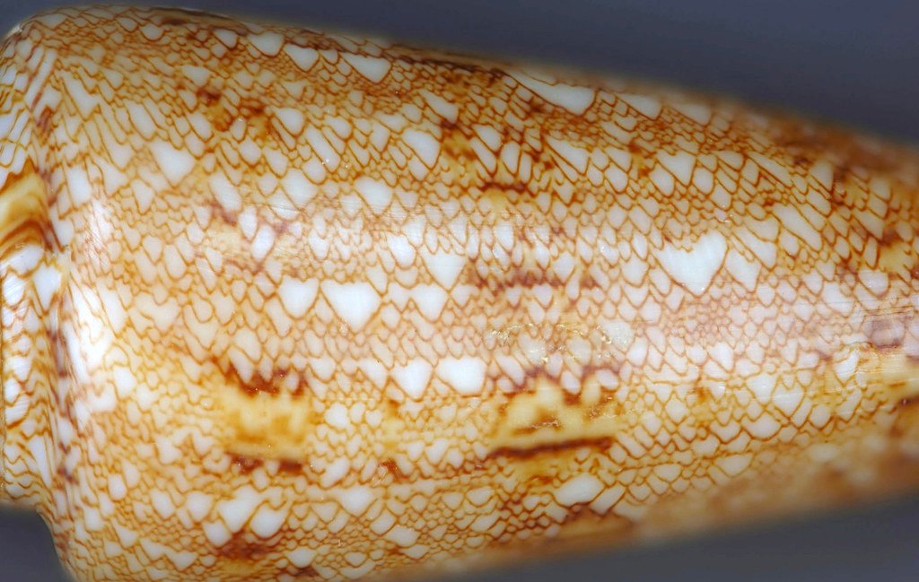 Cone snail.