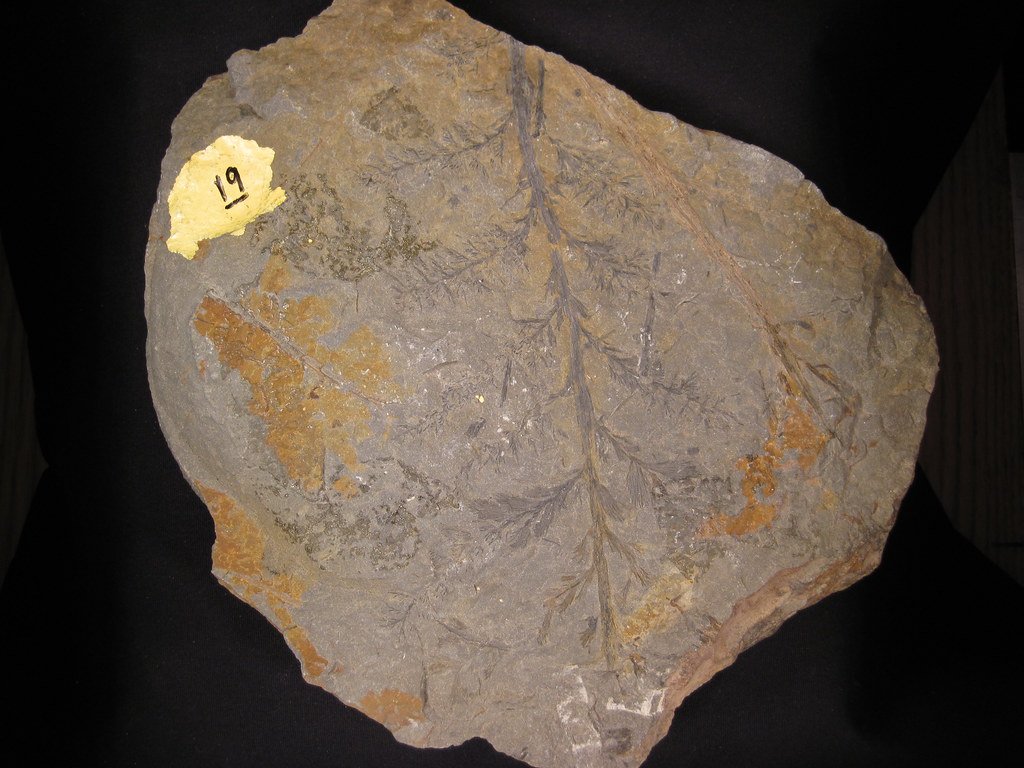 Archaeopteris (Progymnospermophyta) [Devonian].