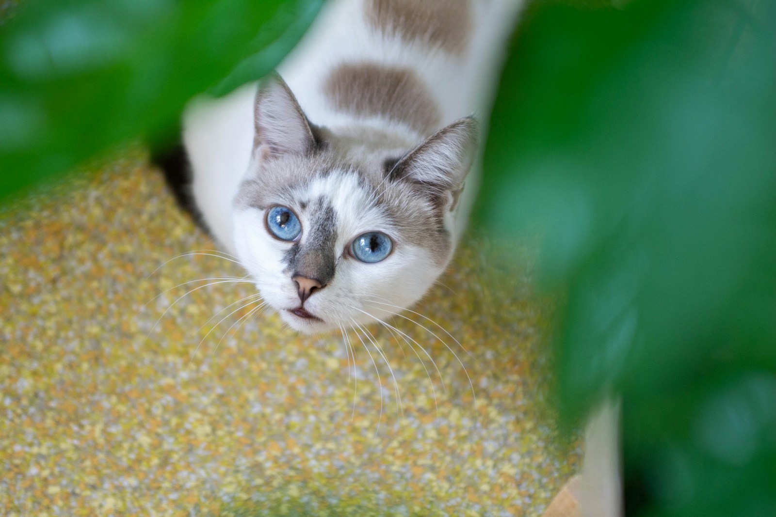Sardinia Has Giant Blue-Eyed Cats, and Science Isn’t Sure Why Yet