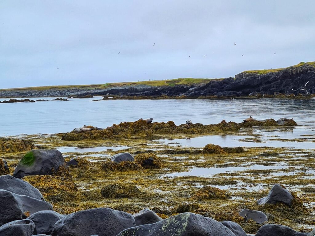 Calm coastal landscape with seals resting among seaweed on rocks, under a cloudy sky.