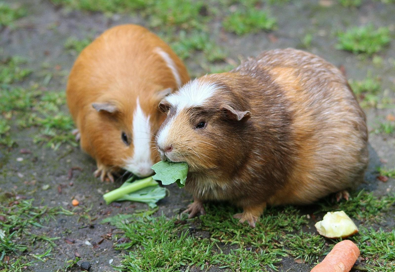 How Guinea Pigs Form Herd Hierarchies — Even When the Herd Is Just Your Living Room