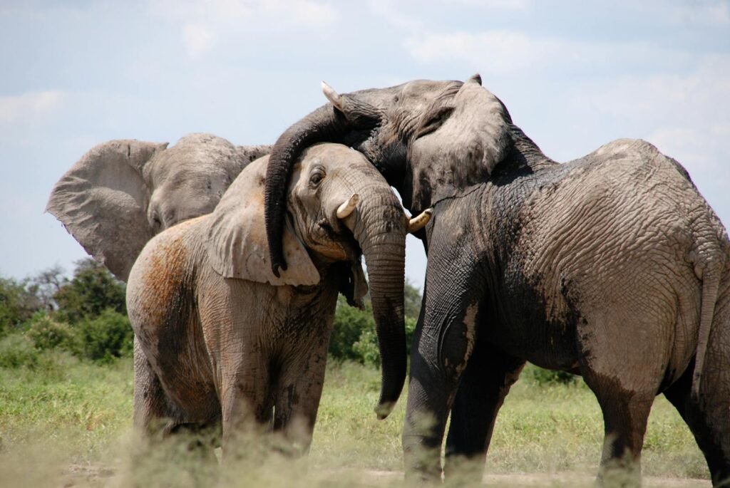 Three African elephants interacting playfully in their natural habitat on a sunny day.
