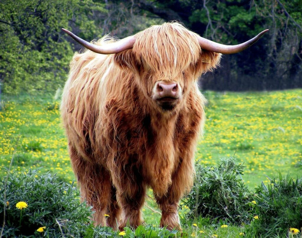 A Highland cow
